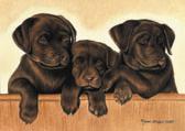 Chocolate Lab Puppies